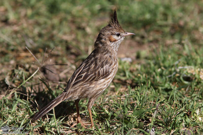 Lark-like Brushrunneradult breeding, identification