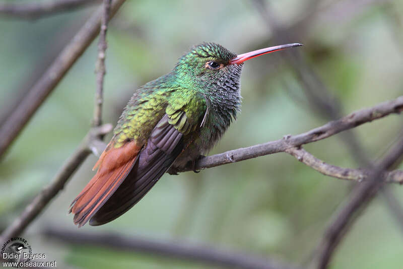 Rufous-tailed Hummingbird male adult, identification