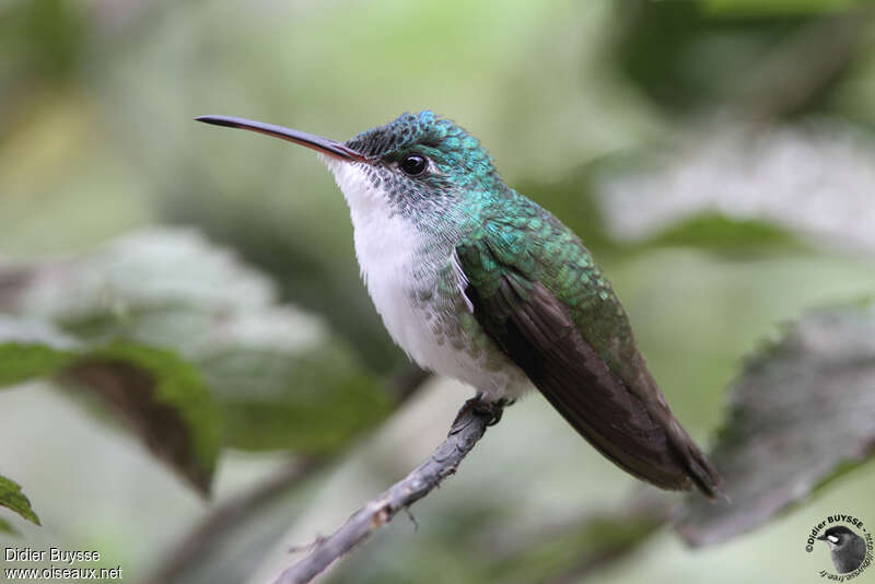 Andean Emerald female adult, identification