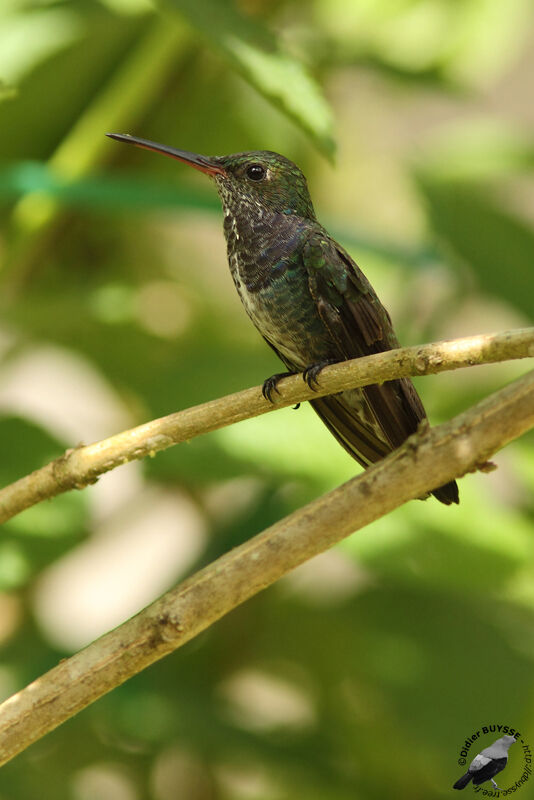 Sapphire-spangled Emeraldsubadult, identification