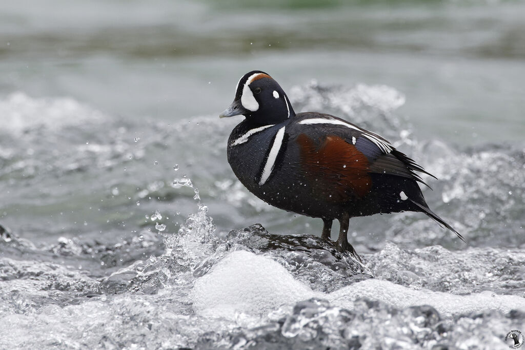 Harlequin Duck male adult, habitat
