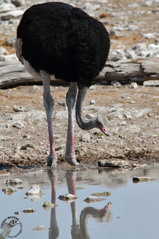 Common Ostrich