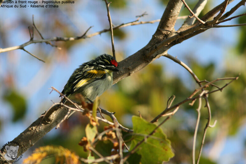 Southern Red-fronted Tinkerbird