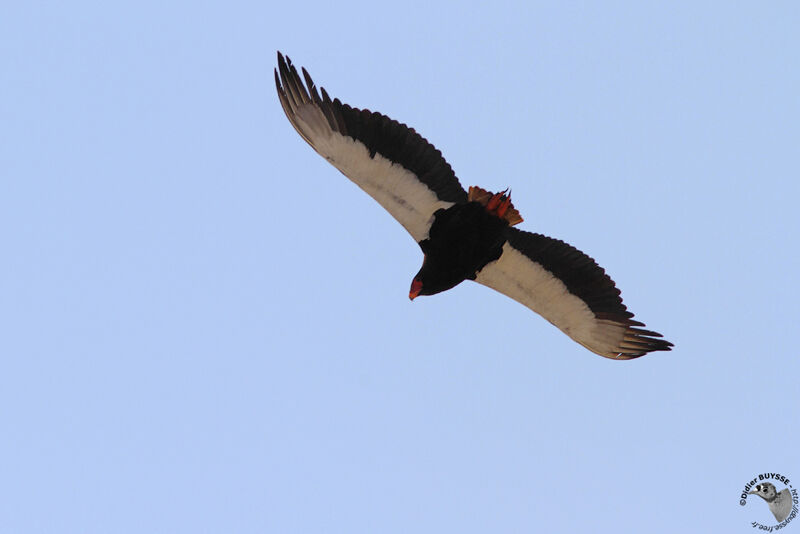 Bateleur male adult, Flight