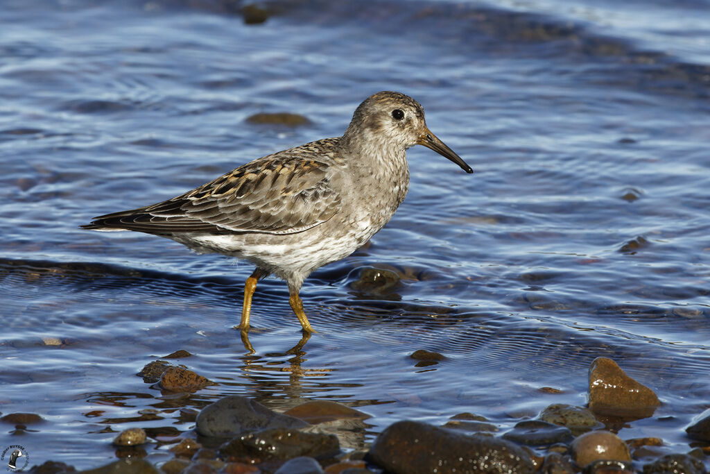 Purple Sandpiperadult breeding, walking