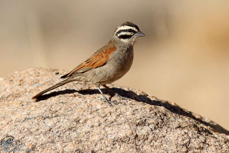 Bruant du Capadulte, identification