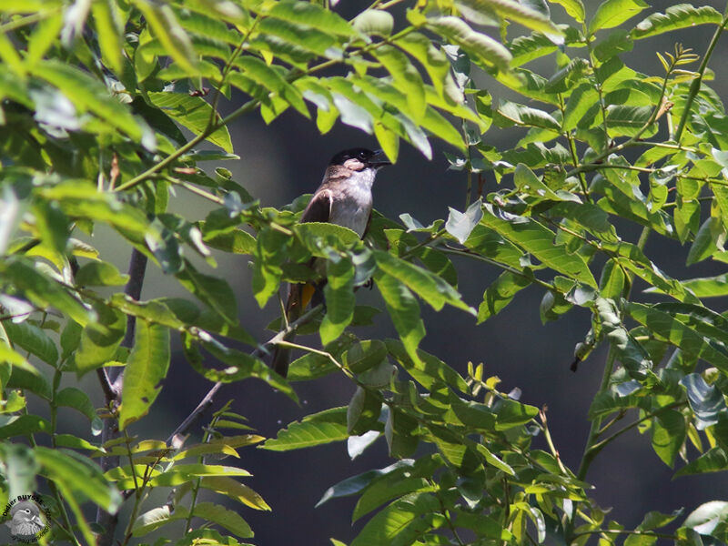 Brown-breasted Bulbuladult, identification