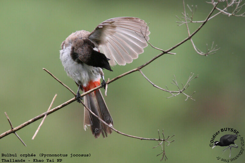 Bulbul orphéeadulte nuptial
