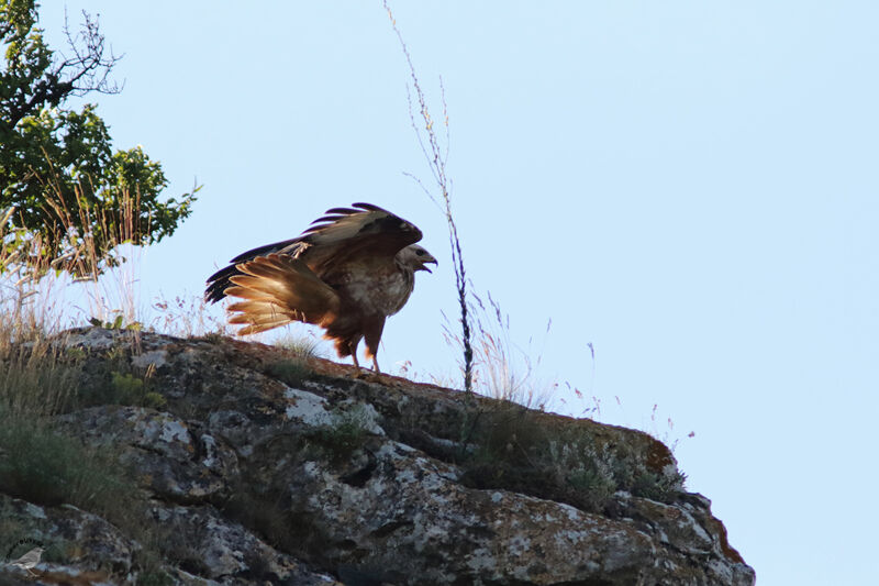 Buse féroceadulte, identification