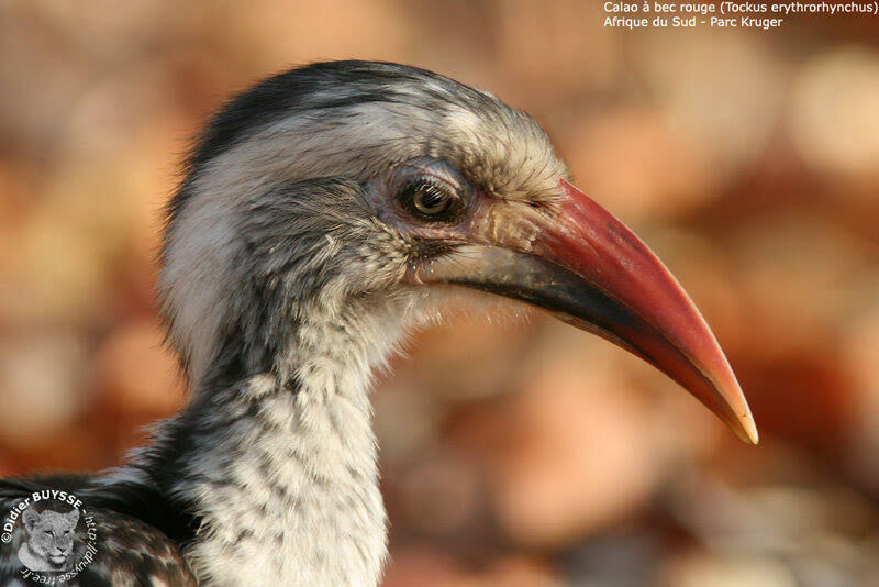 Calao d'Afrique du Sudadulte, identification