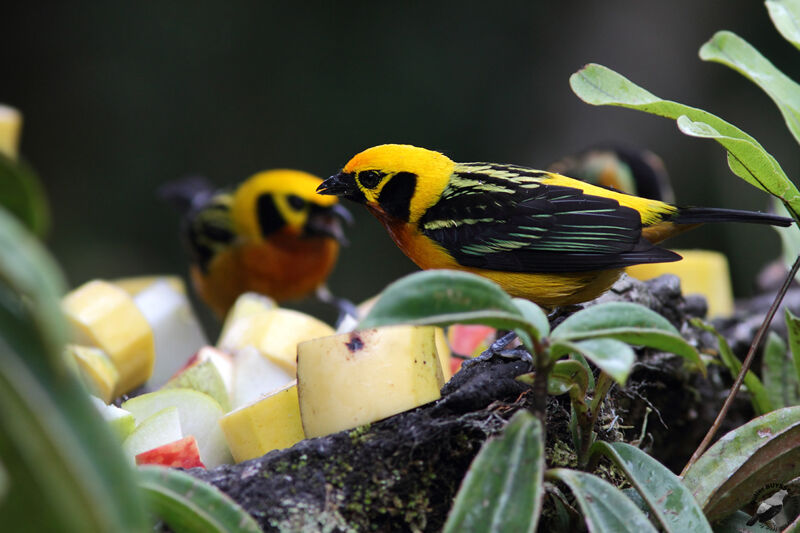 Golden Tanageradult, identification