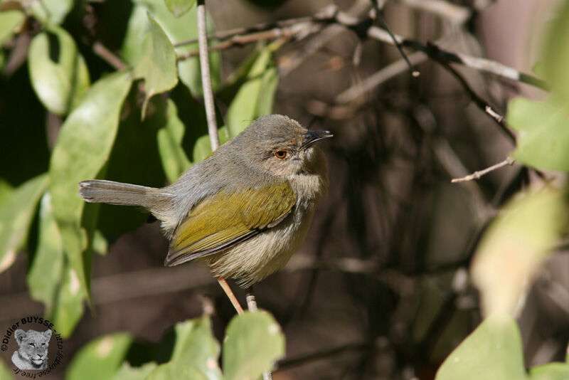 Camaroptère à dos gris, identification