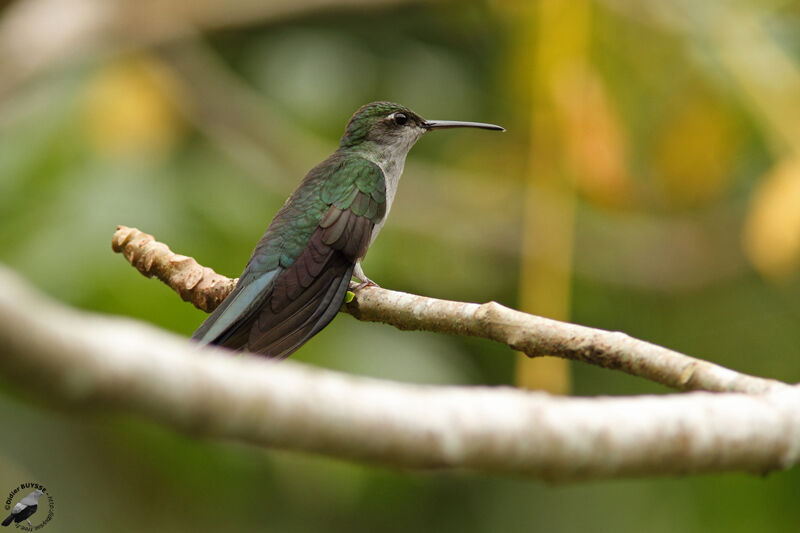 Grey-breasted Sabrewingadult, identification