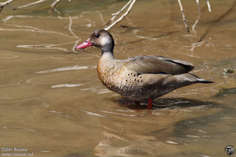 Canard amazonette mâle adulte, identification
