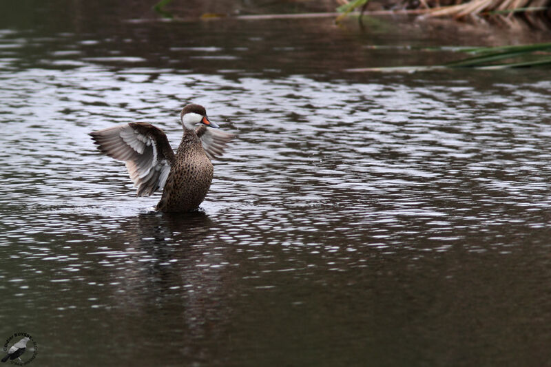 Canard des Bahamasadulte, identification