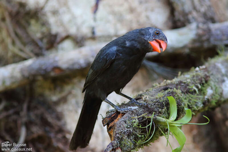 Cardinal fuligineuxadulte, identification