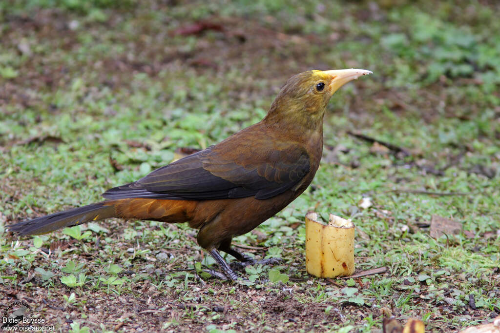 Russet-backed Oropendolaadult, identification