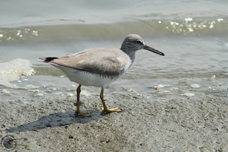 Grey-tailed Tattler, identification