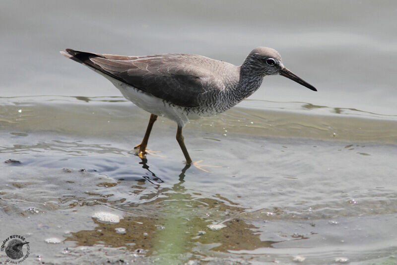 Grey-tailed Tattleradult post breeding, identification