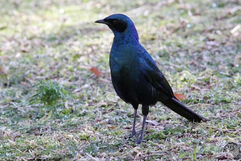 Burchell's Starlingadult, identification
