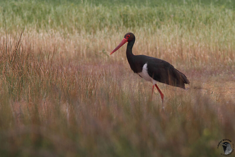 Black Storkadult breeding, identification