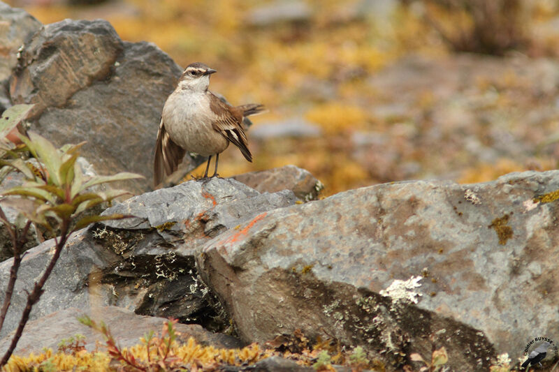 Cinclode à ailes crèmeadulte, identification, Comportement
