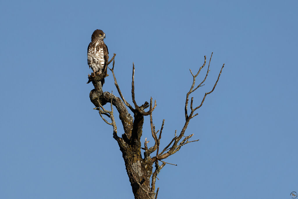 Circaète Jean-le-Blanc