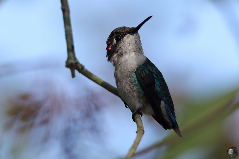 Bee Hummingbird