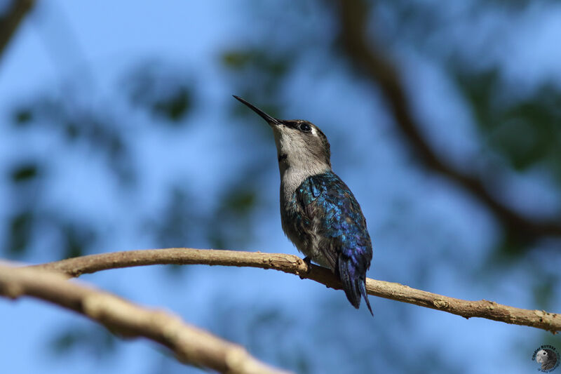 Bee Hummingbird