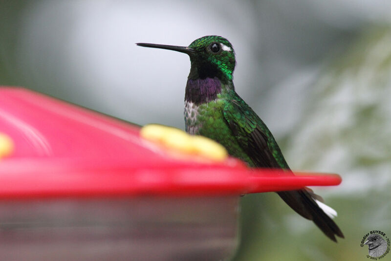 Colibri de Benjamin mâle adulte, identification