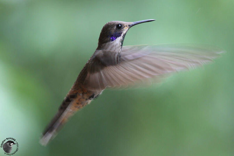Colibri de Delphineadulte, Vol