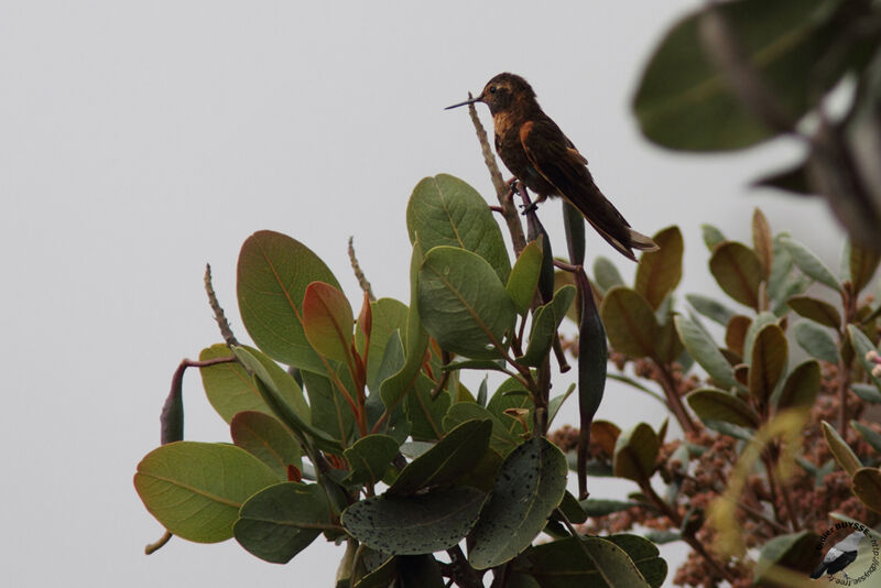 Colibri étincelantadulte, identification
