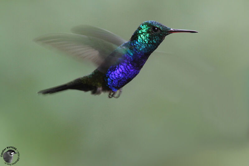 Violet-bellied Hummingbird (feliciana) male adult, Flight