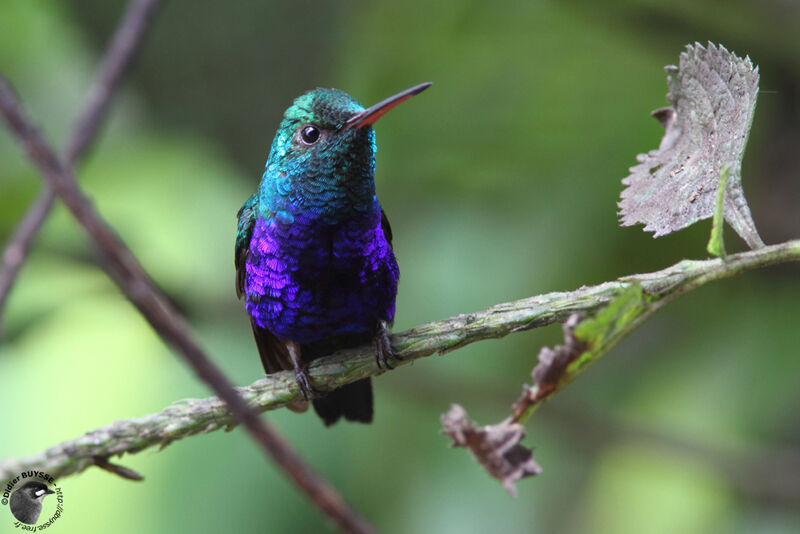 Colibri julie mâle adulte, identification