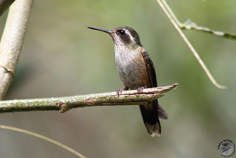 Speckled Hummingbirdadult, identification