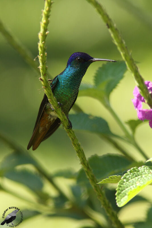 Golden-tailed Sapphire