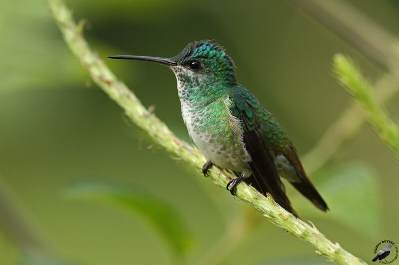 Golden-tailed Sapphire