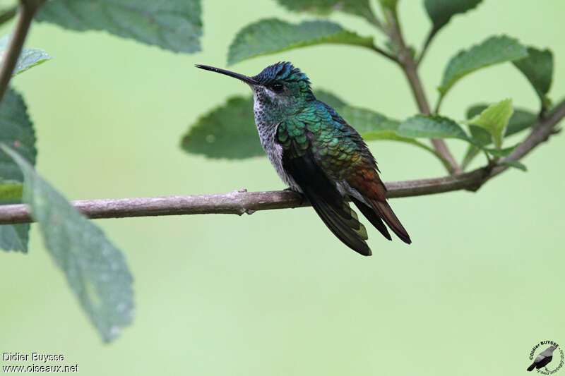 Golden-tailed Sapphire