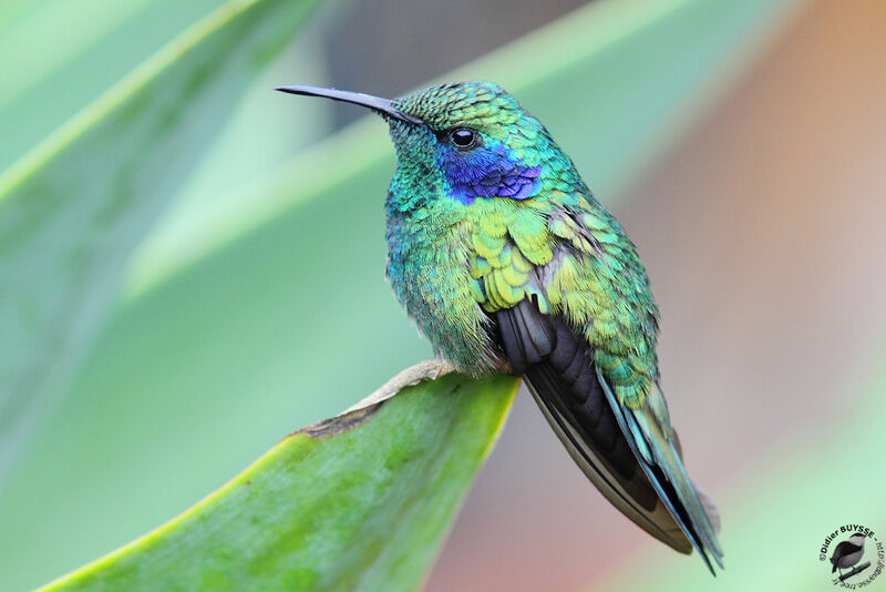 Mexican Violetearadult, identification