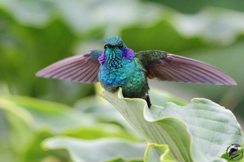 Mexican Violetearadult, identification
