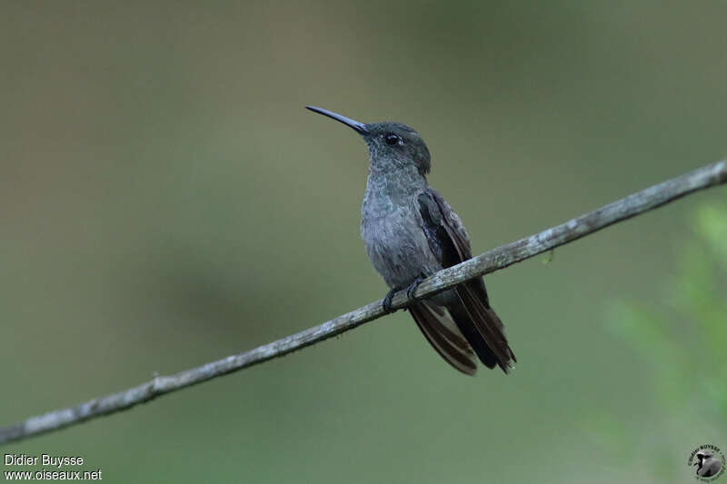 Sombre Hummingbirdadult, identification