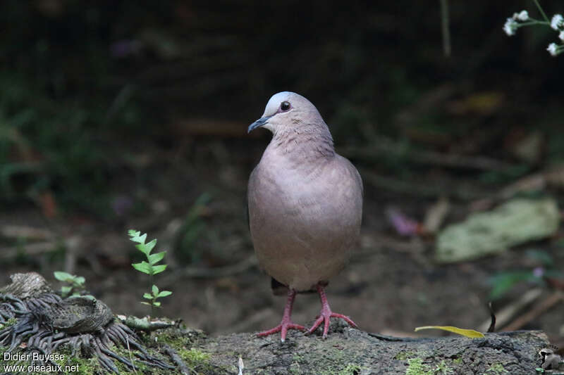 Grey-fronted Doveadult, identification