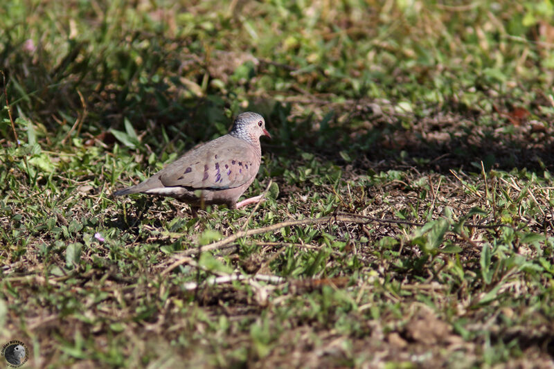 Colombe à queue noireadulte