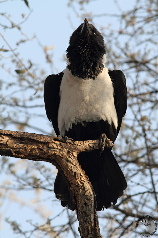 Corbeau pieadulte, identification