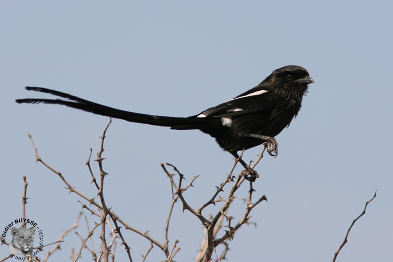 Magpie Shrike, identification