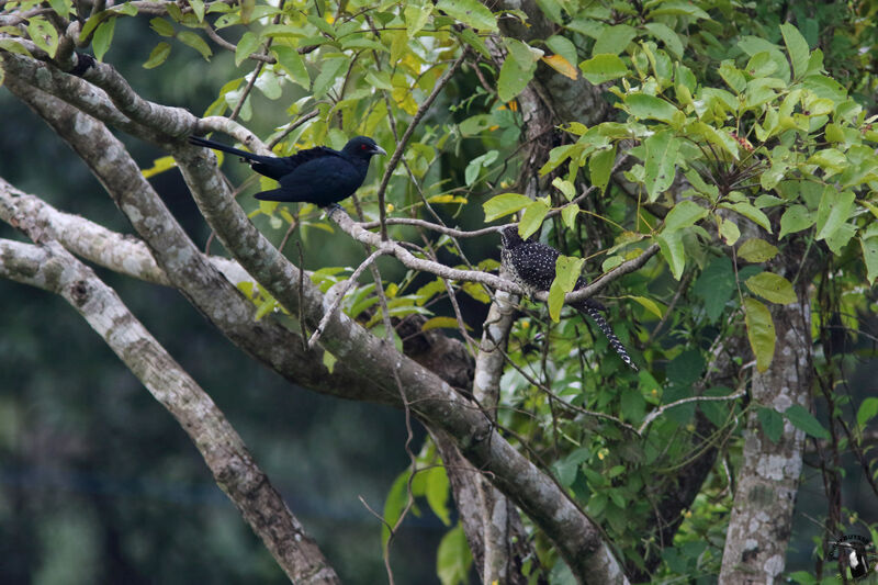 Asian Koeladult, habitat