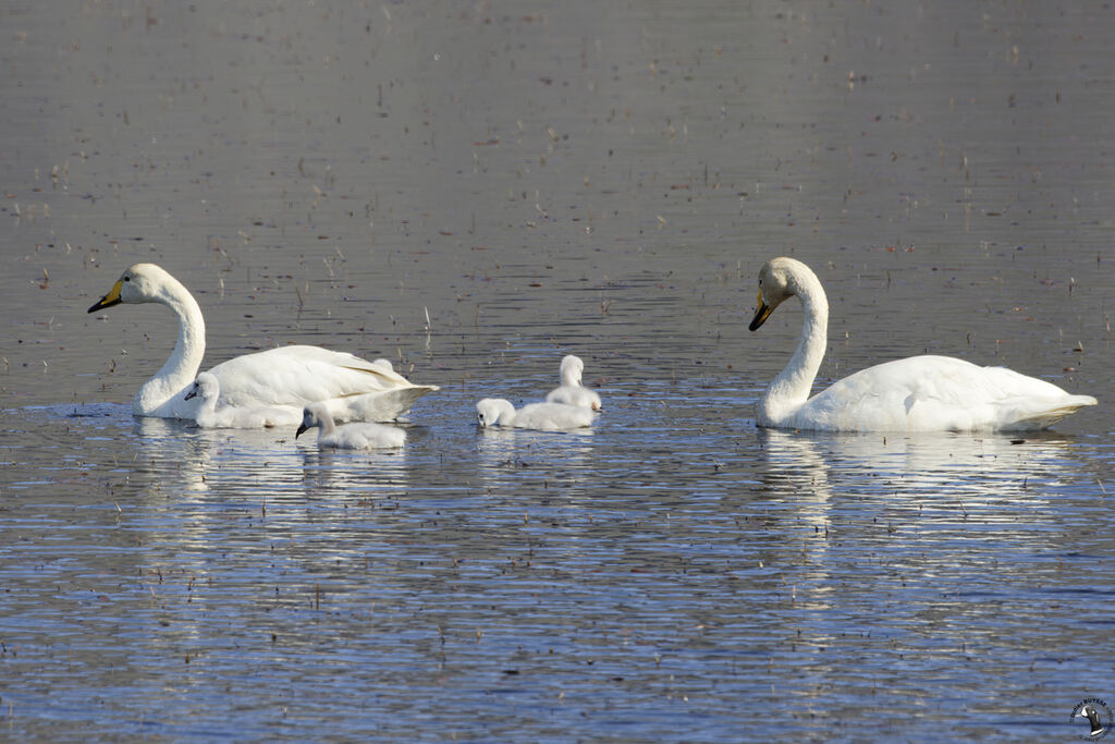 Whooper Swan, swimming, Reproduction-nesting