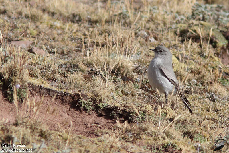 Dormilon cendréadulte, identification