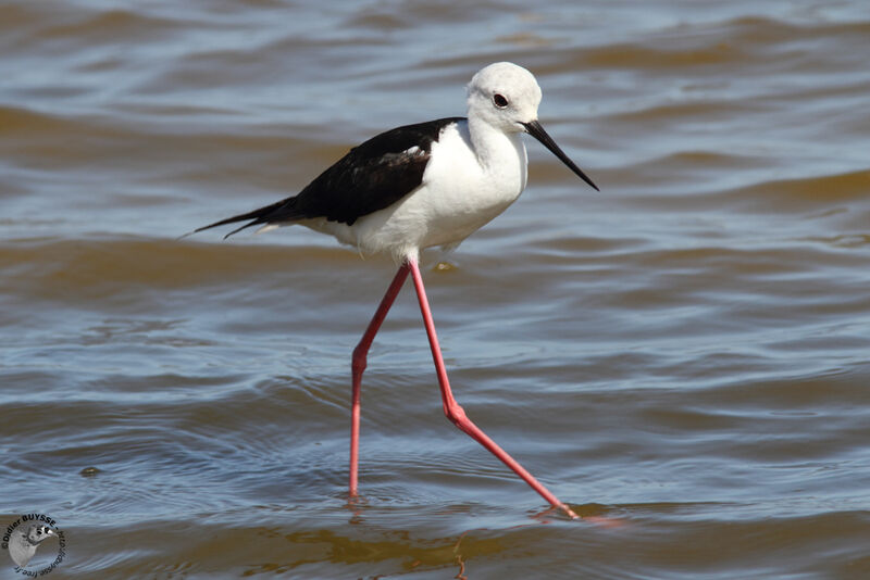 Black-winged Stilt female adult, identification