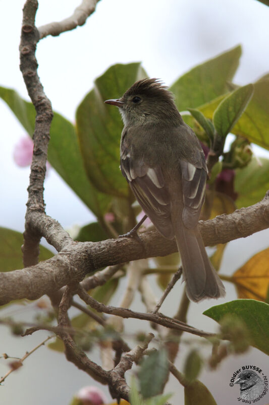 Élénie à cimier blancadulte, identification